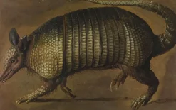 Boutiques de musées Panneaux Aluminium|Affiches D'Art Encadrées-Tatou marchant (panneaux aluminium)