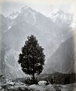 Boutiques de musées Panneaux Aluminium|Panneaux Acryliques-The edible Pine (Pinus Gerardiana) near Chini [Himachal Pradesh. Pin], 1863-1870 (panneaux aluminium)