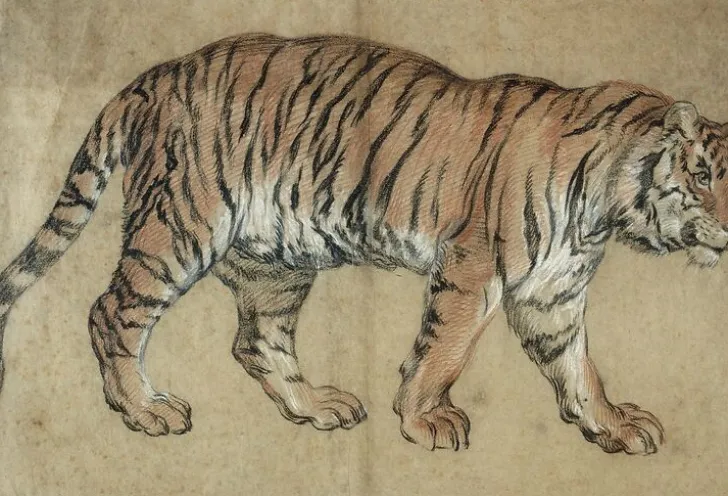 Boutiques de musées Toiles Sans Cadre|Affiches D'Art Encadrées-Tigre marchant vers la droite (toiles sans cadre)