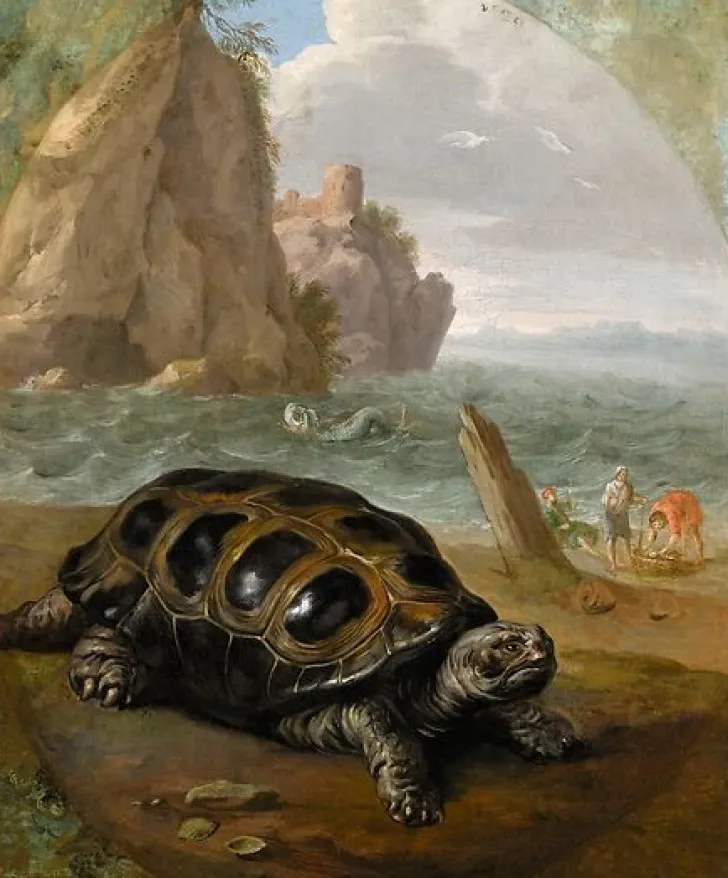 Online Boutiques de musées Tortue (affiches d'art encadrées)