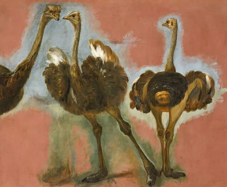 Online Boutiques de musées Triple étude d'une autruche (affiches d'art)