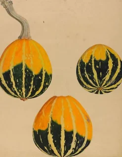 Boutiques de musées Panneaux Aluminium|Panneaux Acryliques-Trois études de courge - Cucurbita (panneaux aluminium)