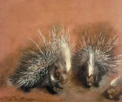 Boutiques de musées Toiles Sur Châssis|Affiches D'Art-Études d’un porc-épic (toiles sur châssis)