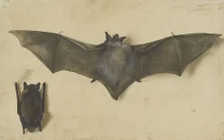 Online Boutiques de musées Une chauve-souris les ailes déployées, une autre les ailes repliées (toiles sur châssis)